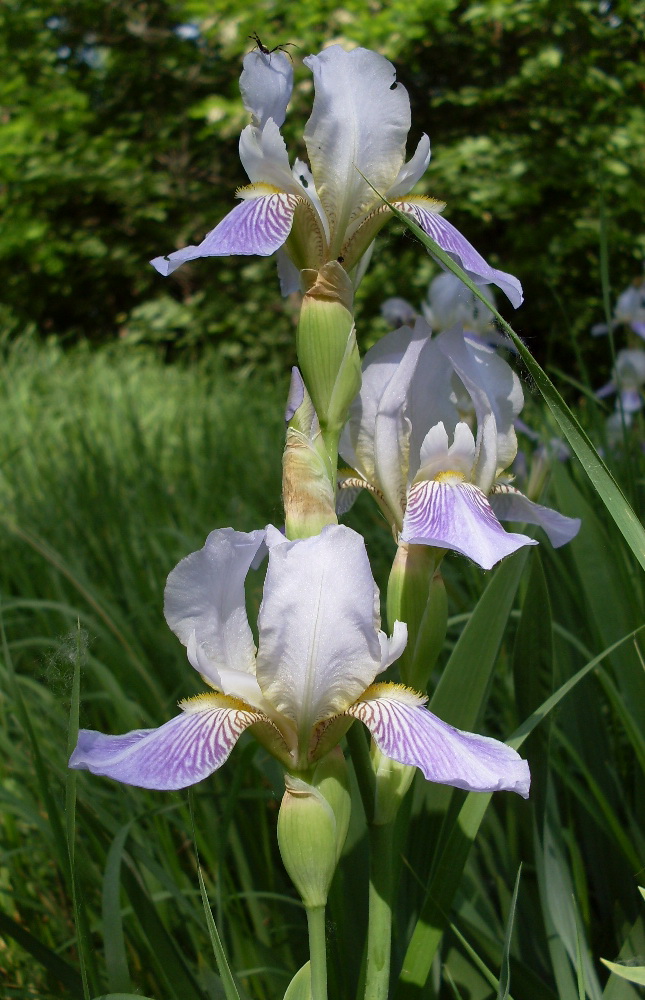 Image of Iris squalens specimen.