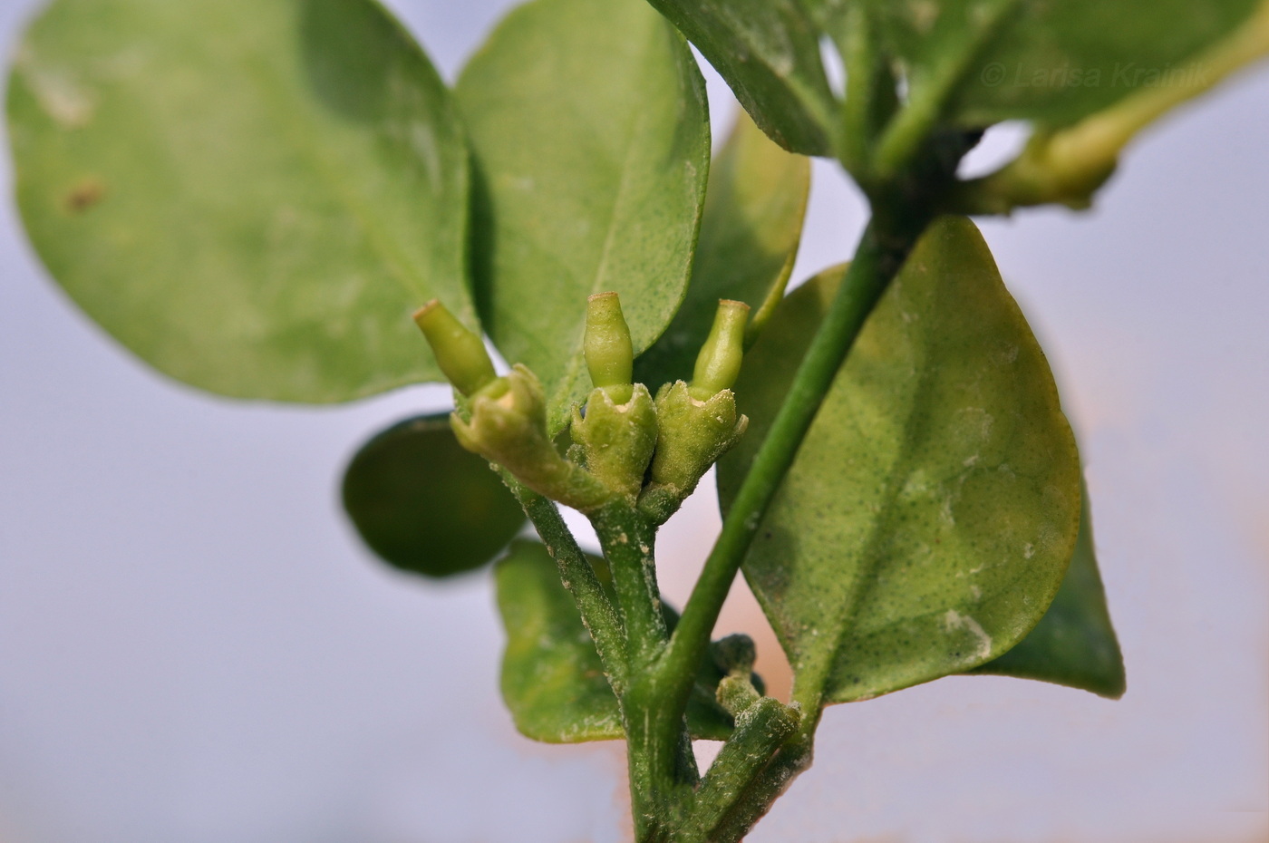 Image of Murraya paniculata specimen.