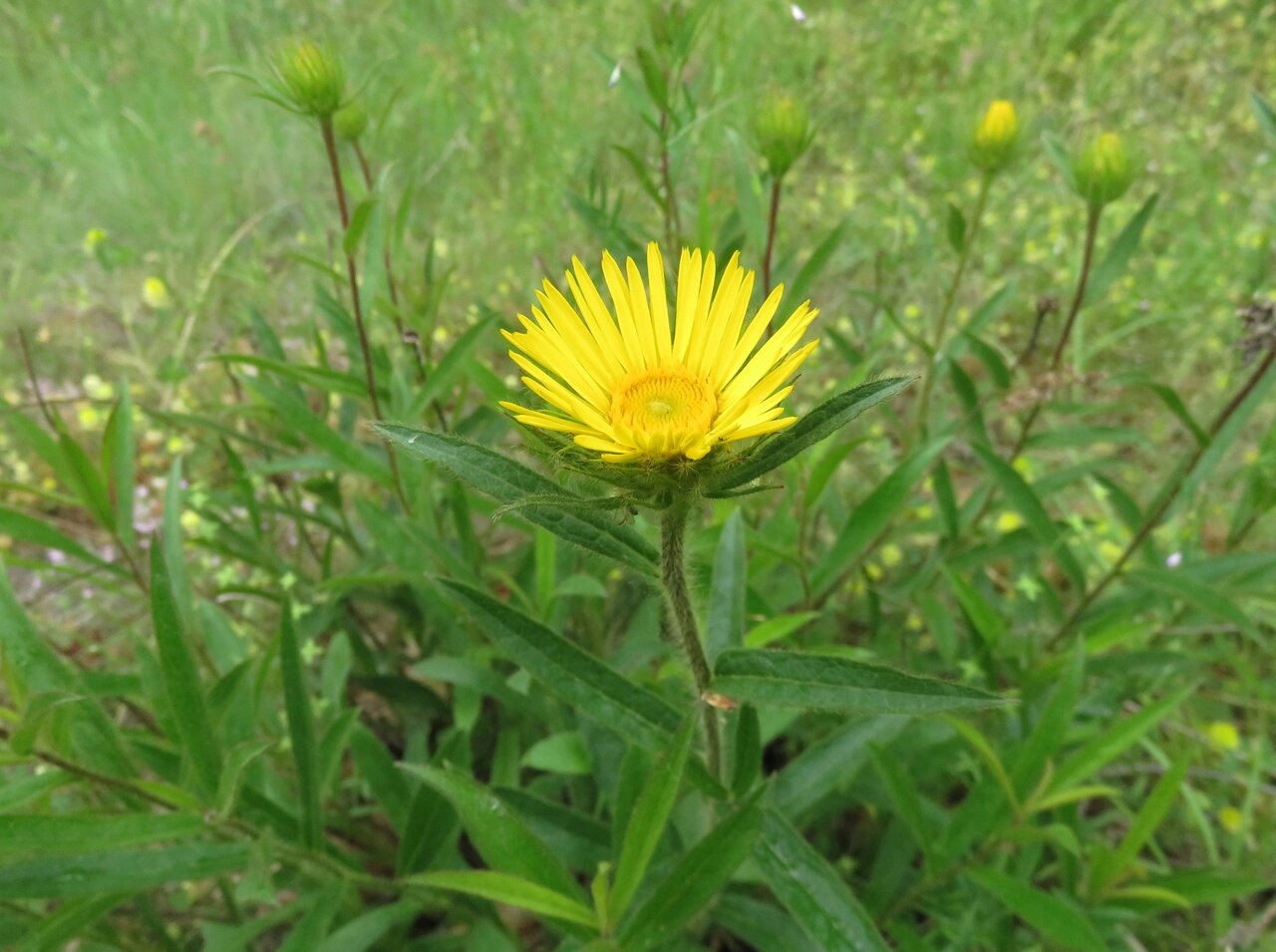 Image of Inula hirta specimen.