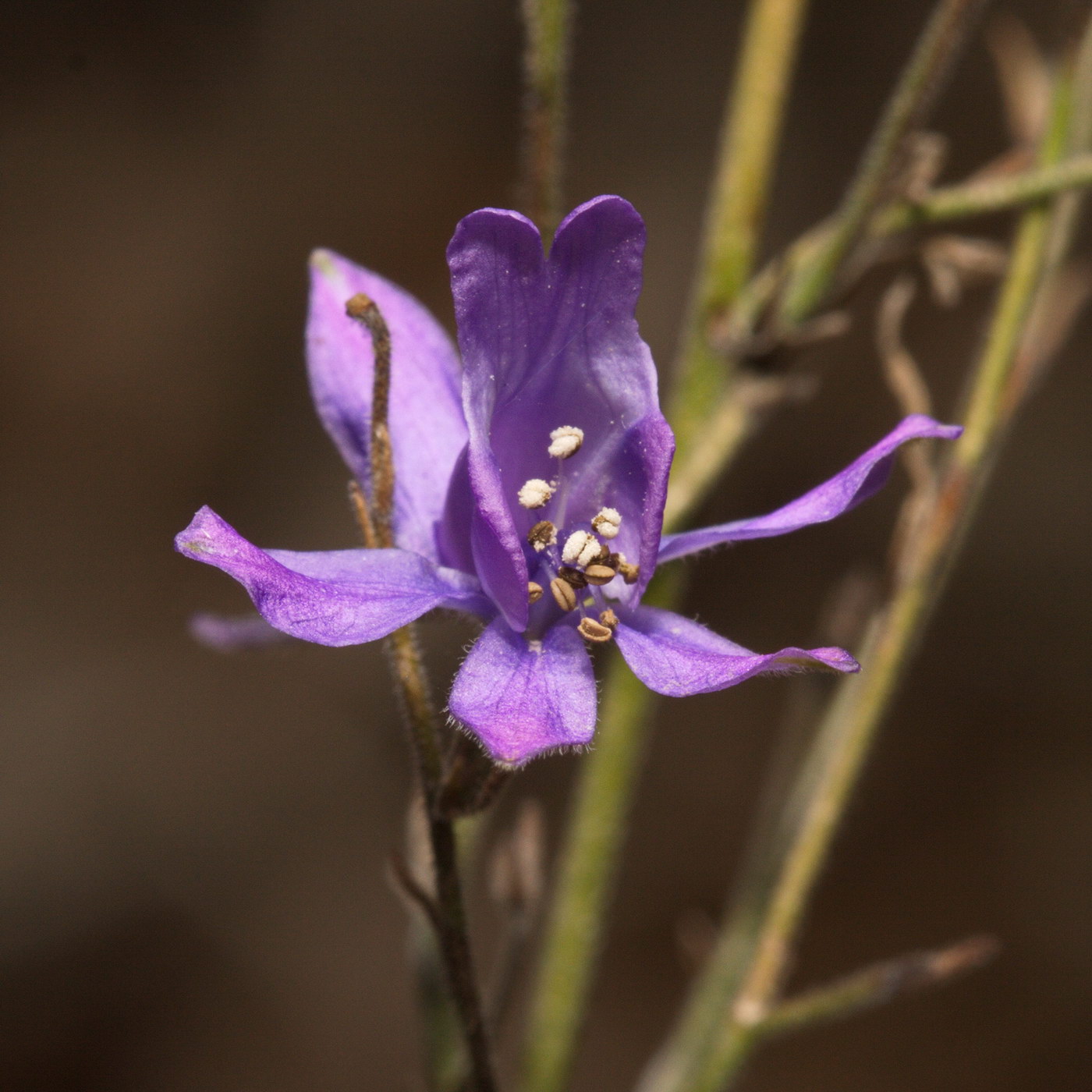 Image of Delphinium consolida specimen.