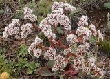 Goniolimon speciosum. Плодоносящее растение. Бурятия, горный склон Хамар-Дабана у Ю-З побережья оз. Гусиное, 16 августа 2005 г.