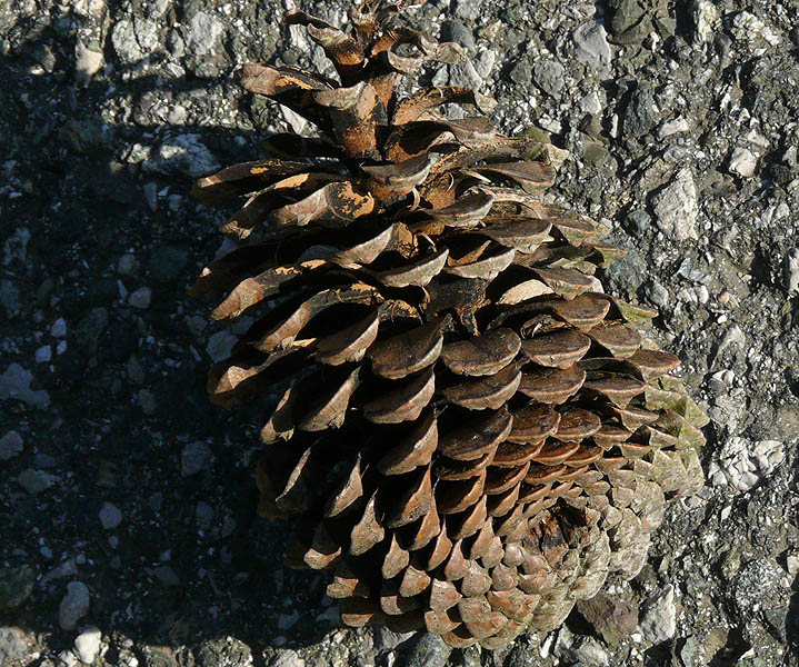 Image of Pinus pinaster specimen.