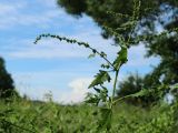 Atriplex calotheca. Верхняя часть плодоносящего растения. Ленинградская обл., Кингисеппский р-н, окр. дер. Выбье; берег Финского залива, песчаный пляж за рощицей Pinus sylvestris, зона заплеска. 04.08.2024.