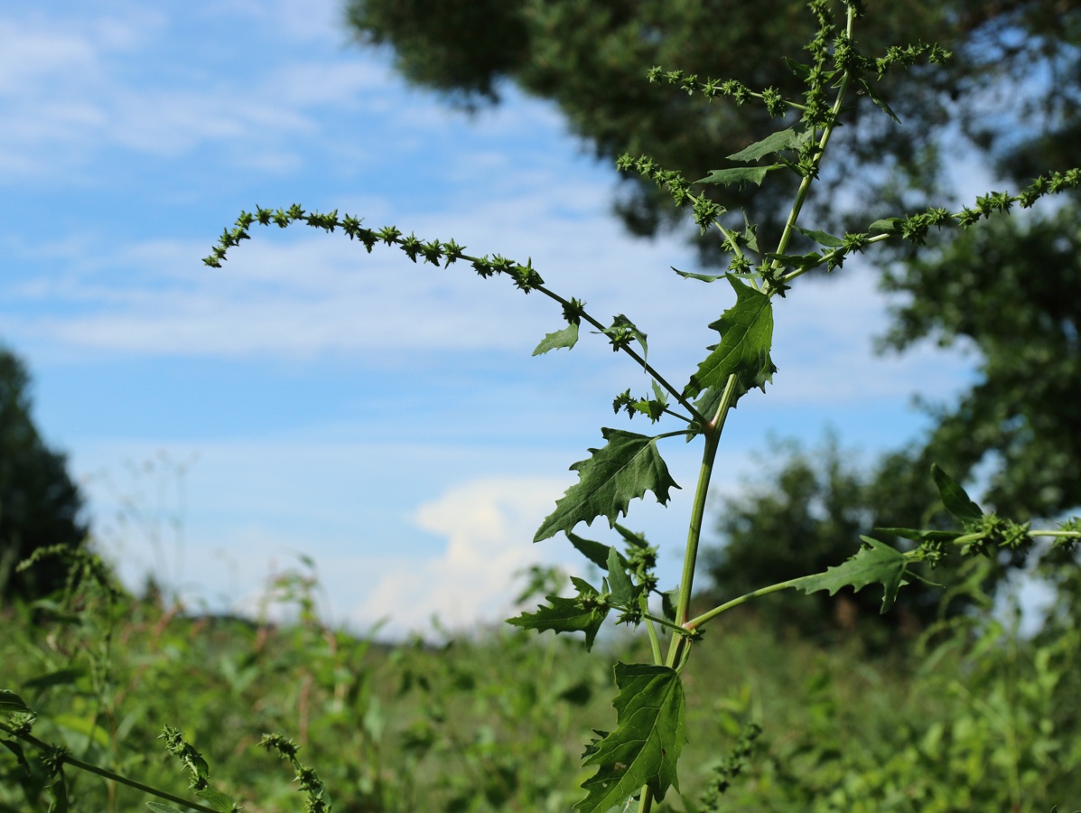 Изображение особи Atriplex calotheca.