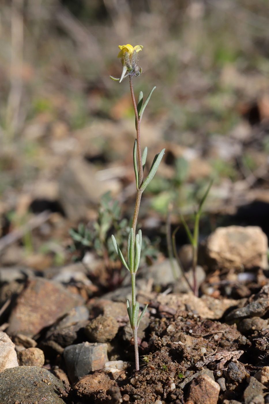 Image of Linaria simplex specimen.