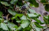 Hedera colchica. Верхушка побега с соплодием. Краснодарский край, Сочи, Хостинский р-н, Агурское ущ., широколиственный лес. 14.03.2025.