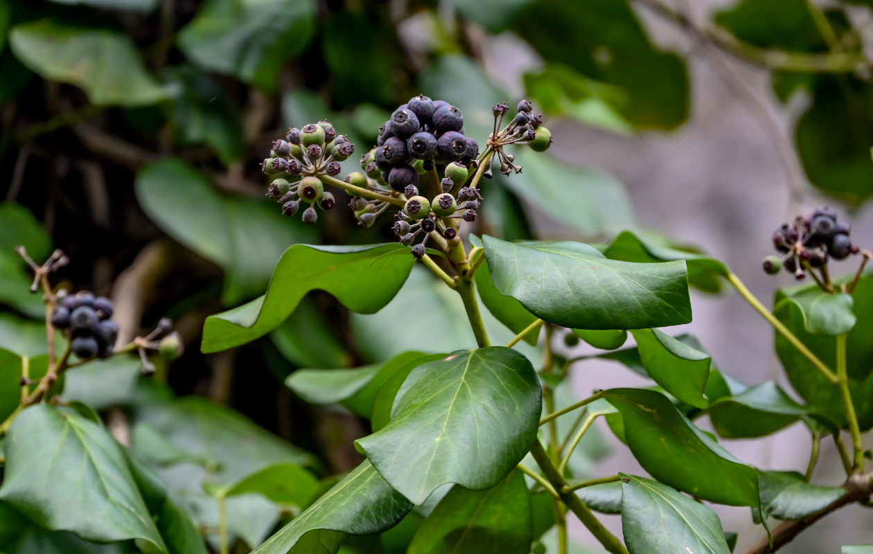 Image of Hedera colchica specimen.