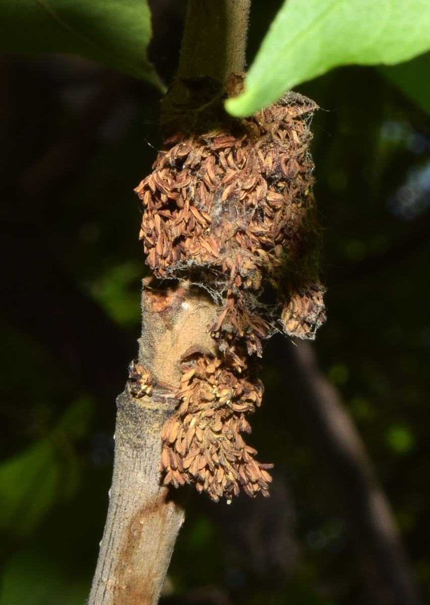 Image of genus Fraxinus specimen.