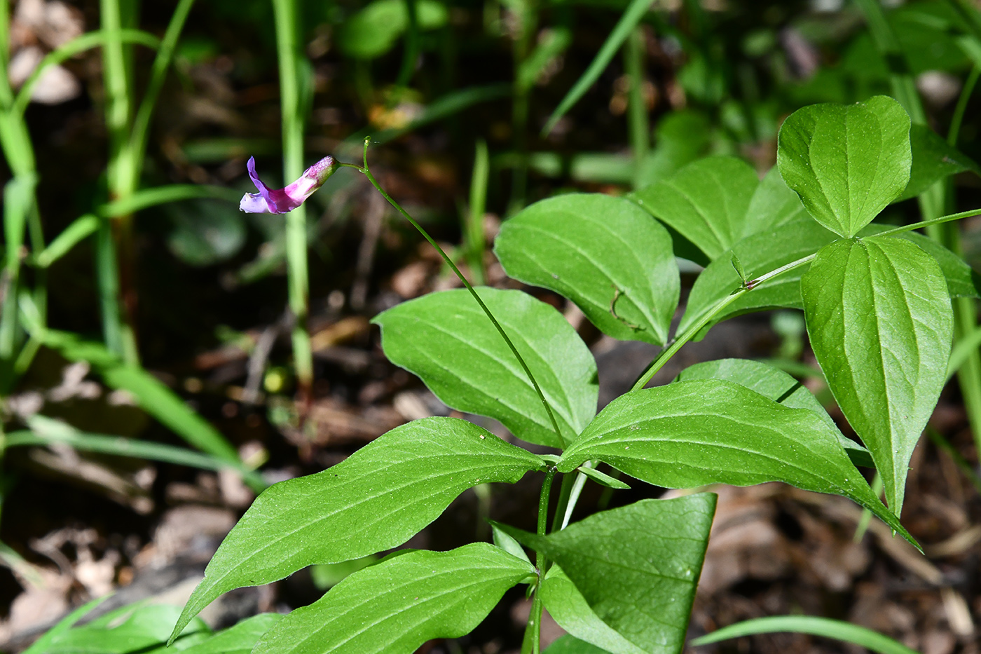 Image of Lathyrus vernus specimen.