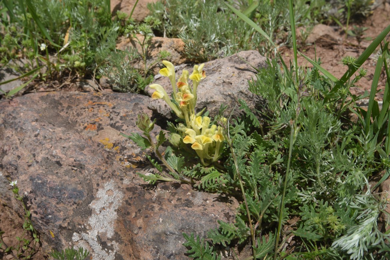 Image of genus Scutellaria specimen.