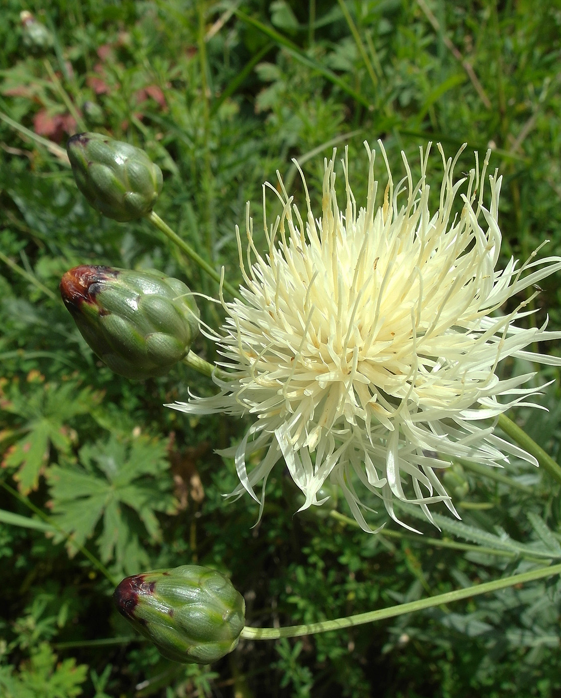 Image of Rhaponticoides ruthenica specimen.