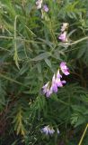 род Vicia