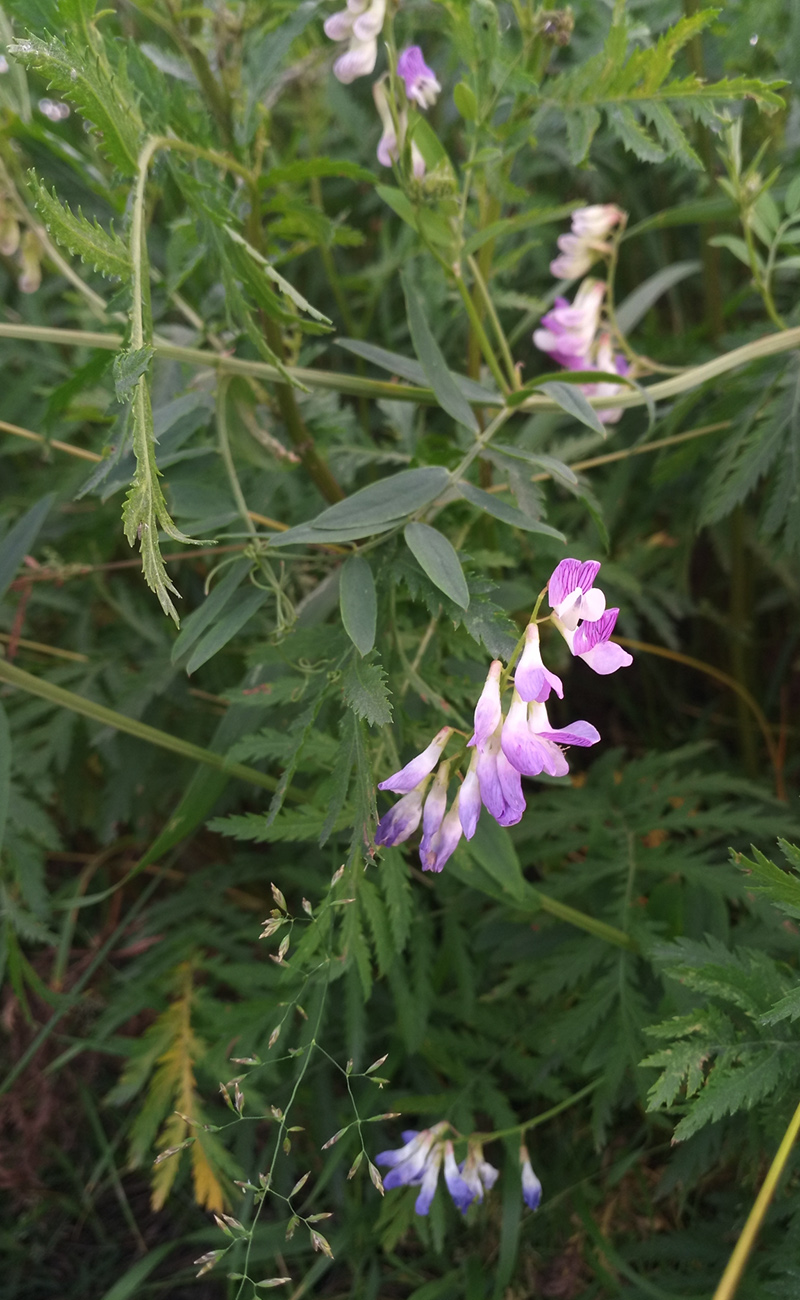 Image of genus Vicia specimen.