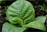 Nicotiana tabacum