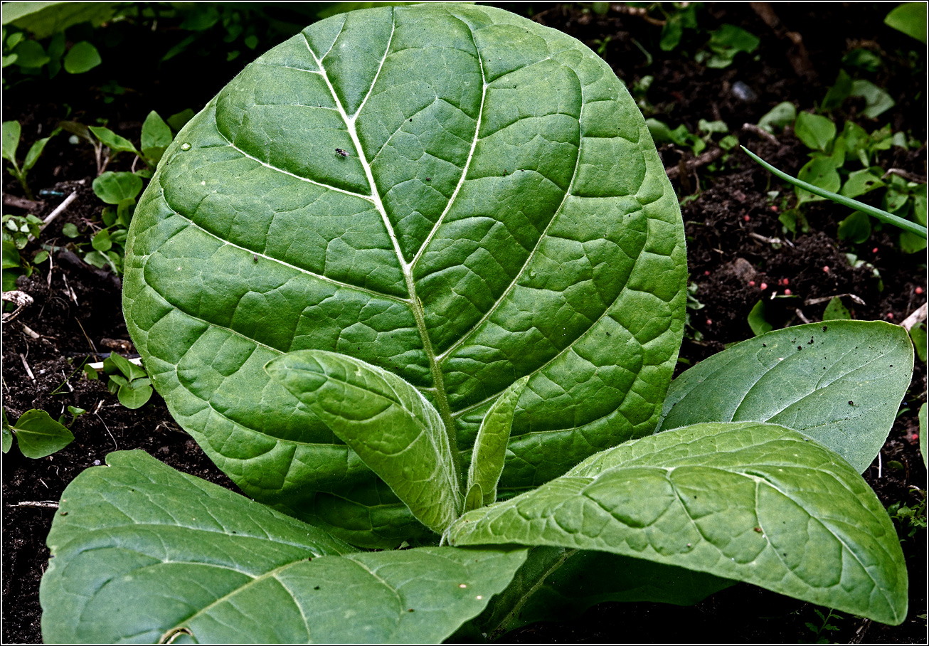 Изображение особи Nicotiana tabacum.