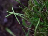 Lycopodium annotinum