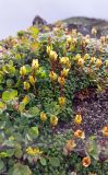 View full-size image Diapensia obovata