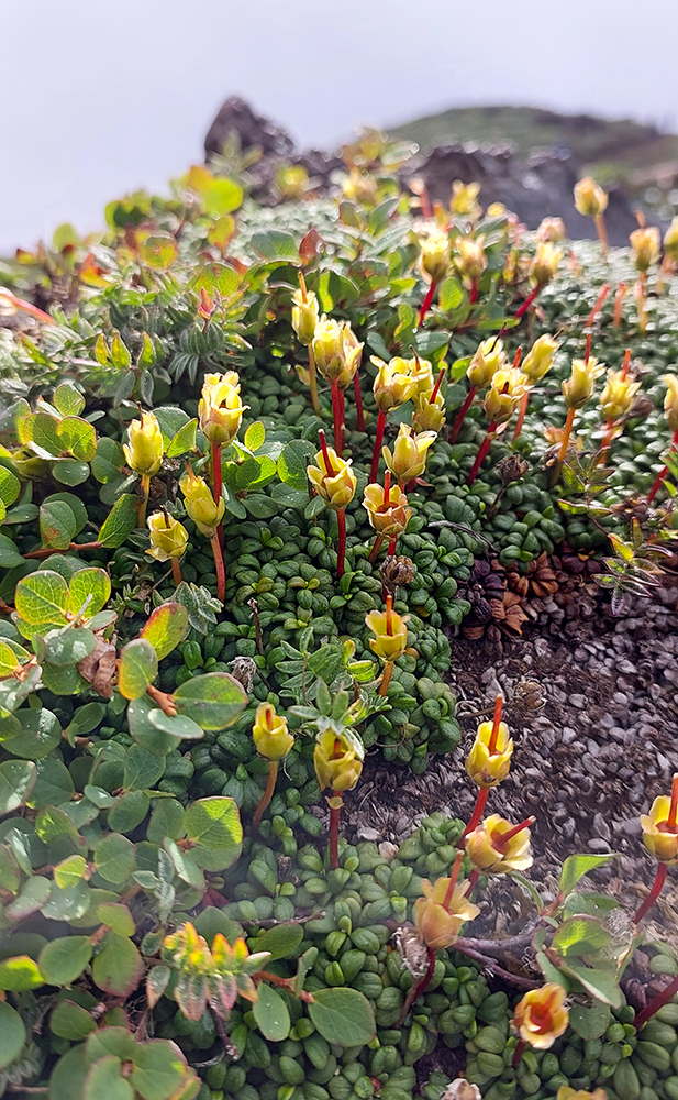 Изображение особи Diapensia obovata.