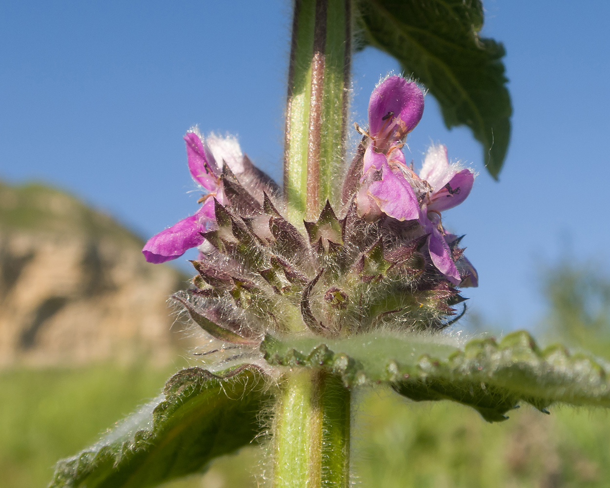 Image of Stachys germanica specimen.