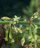 Rumex aquaticus