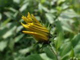 Helianthus tuberosus