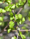 род Betula