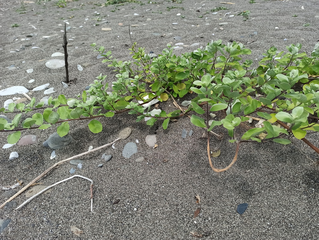 Изображение особи Неопознанный вид.