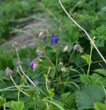 Aquilegia olympica. Верхушка расцветающего растения. Кабардино-Балкария, Эльбрусский р-н, восточный склон горы Чегет, выс. ок. 2450 м н.у.м., обочина дороги. 18 июня 2025 г.