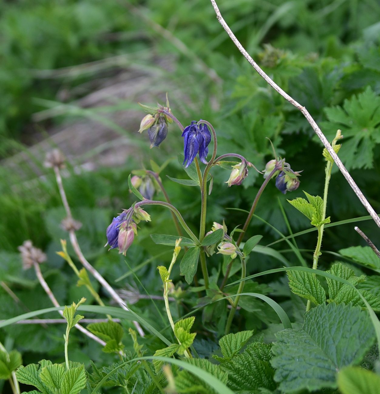 Изображение особи Aquilegia olympica.