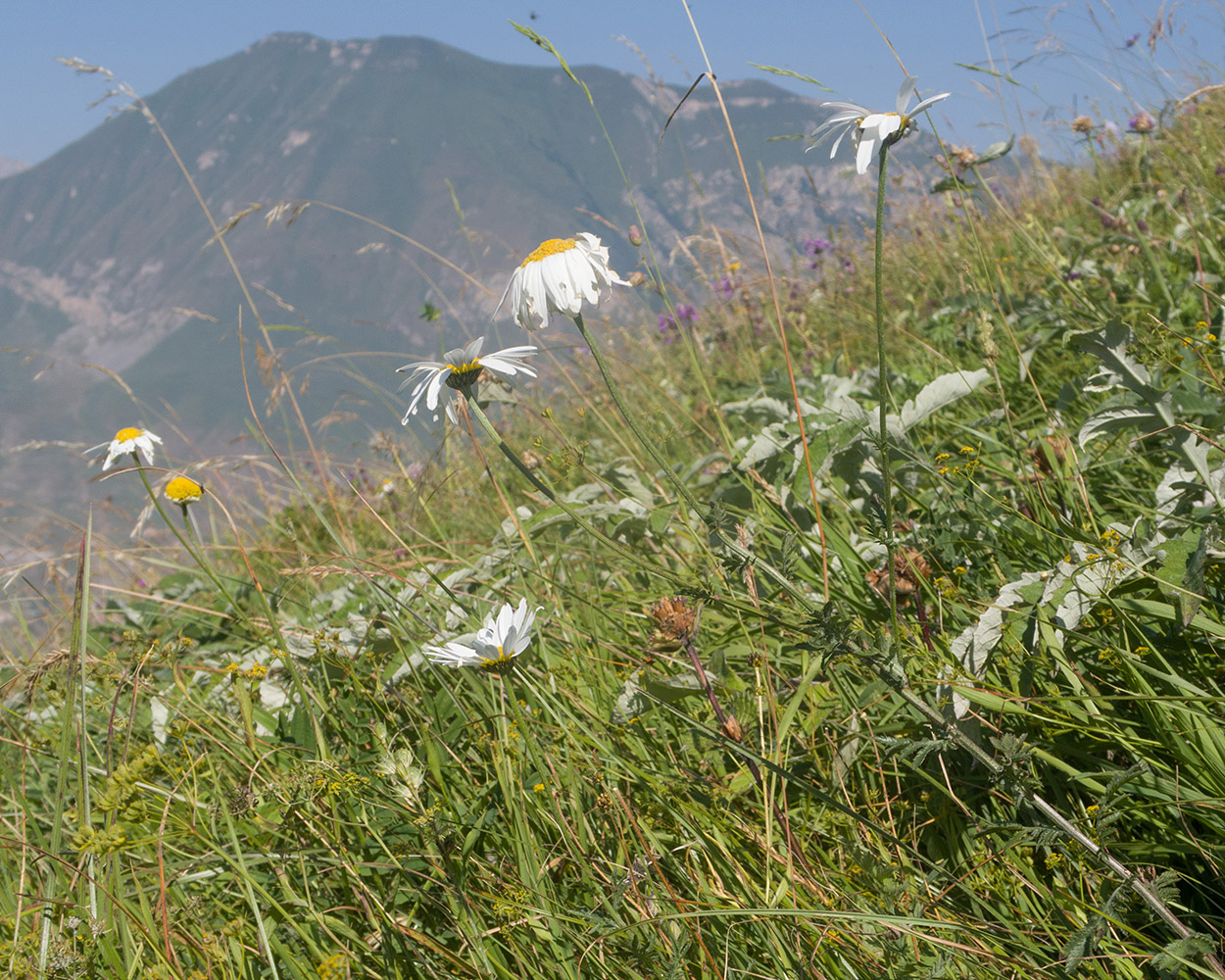 Изображение особи Anthemis melanoloma.