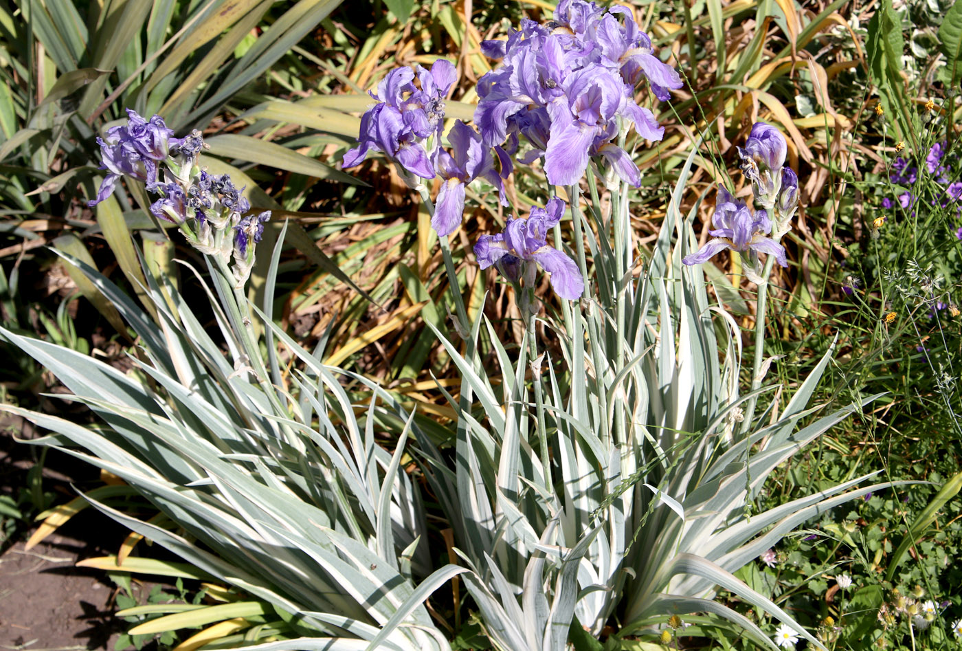 Изображение особи Iris pallida.