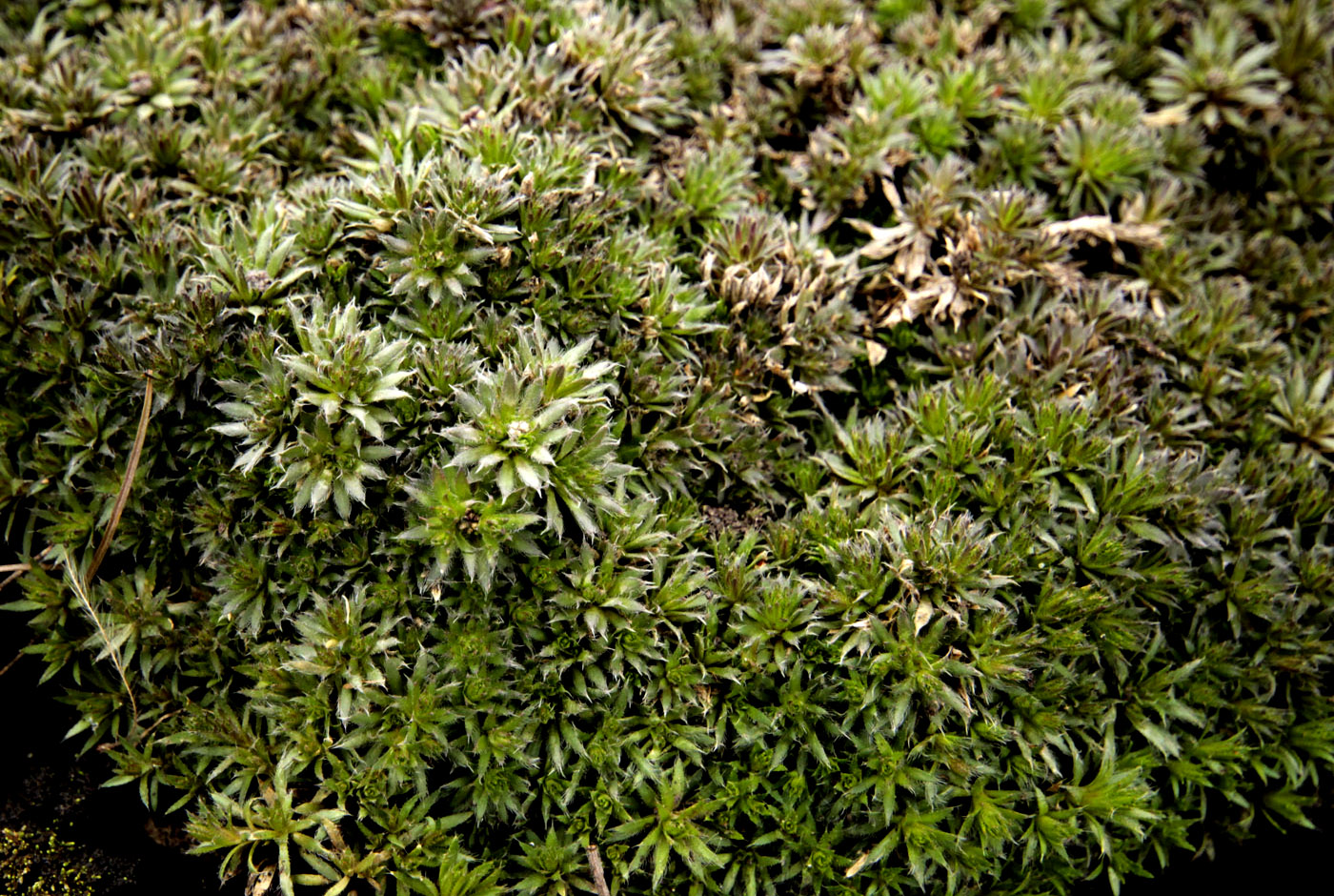 Изображение особи Draba bruniifolia.