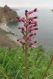 Fumaria officinalis