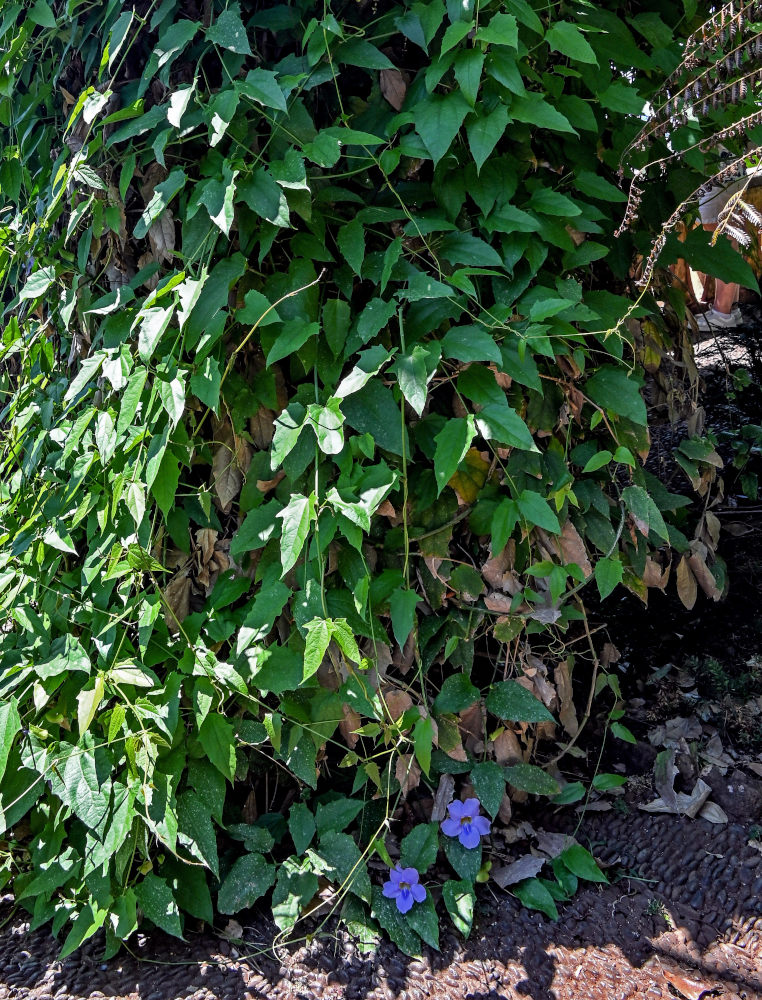 Изображение особи Thunbergia laurifolia.