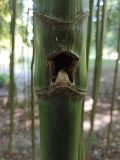 Phyllostachys sulphurea. Часть побега с отверстием. Абхазия, г. Сухум, Ботанический сад. 13.08.2024.