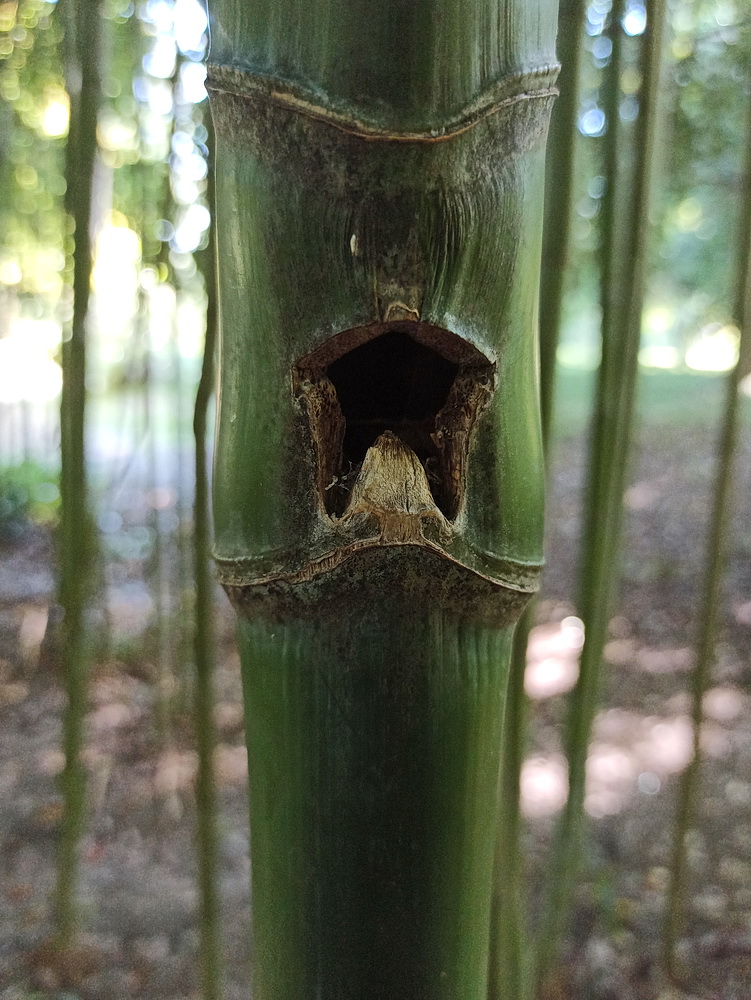 Изображение особи Phyllostachys sulphurea.