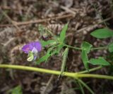 Lathyrus laxiflorus. Верхушка цветущего и плодоносящего растения. Абхазия, Гудаутский р-н, окр. с. Лдзаа, широколиственный лес. 12.06.2025.