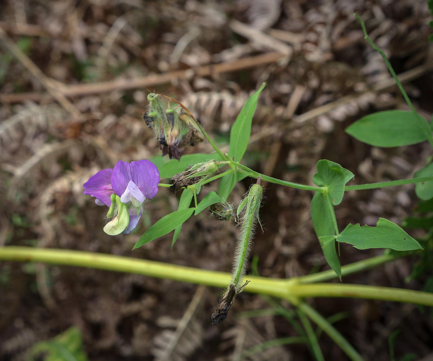 Изображение особи Lathyrus laxiflorus.