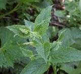 Symphytum asperum. Верхушка растения с развивающимися соцветиями. Абхазия, Гудаутский р-н, Рицинский реликтовый национальный парк, хр. Авадхара, дол. р. Авадхара, хвойно-широколиственный лес, берег ручья. 1600 м н.у.м. 09.06.2025.