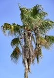 Washingtonia filifera. Крона плодоносящего растения. Португалия, округ Сетубал, г. Сетубал, в культуре. 16.08.2025.