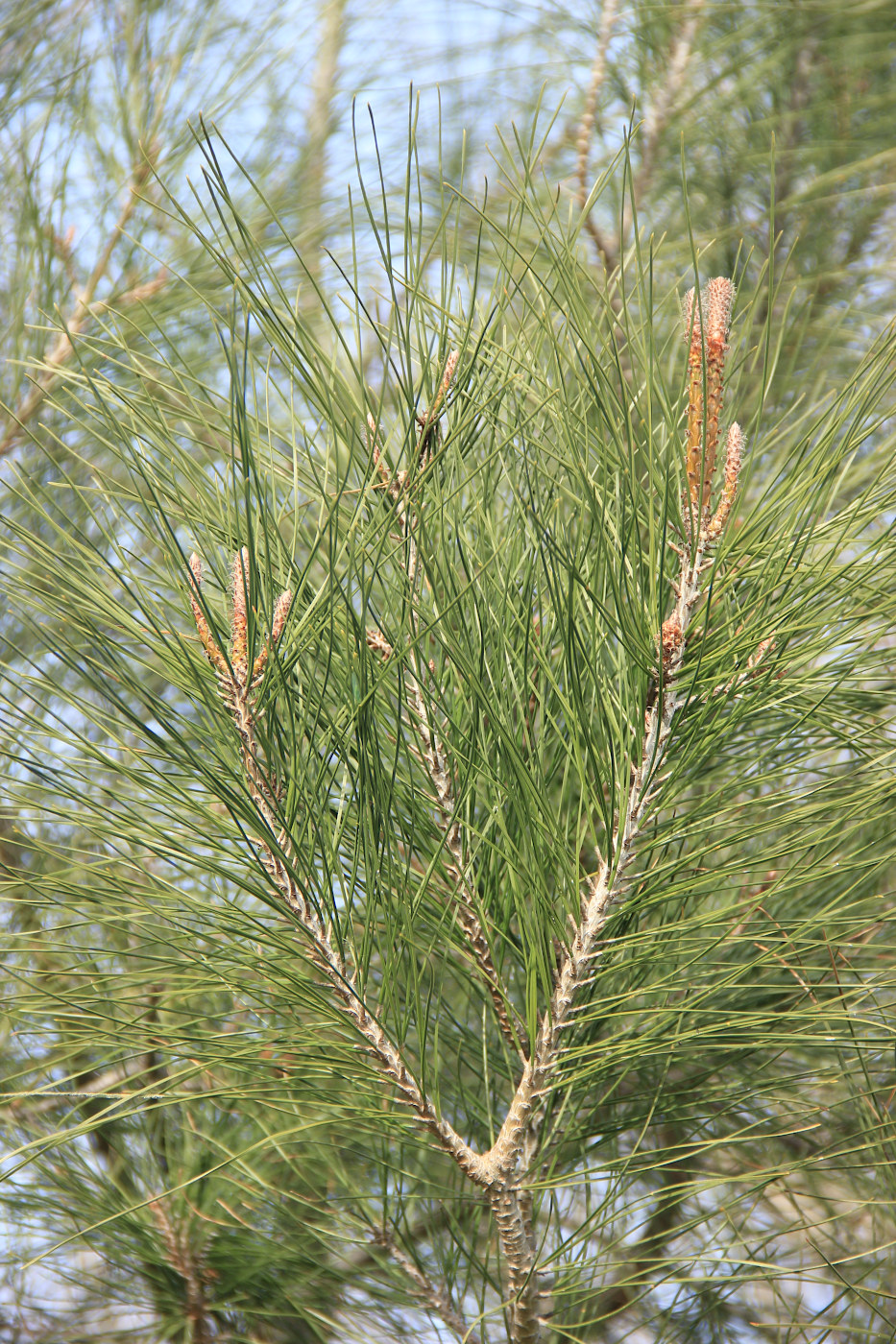 Изображение особи Pinus pityusa.