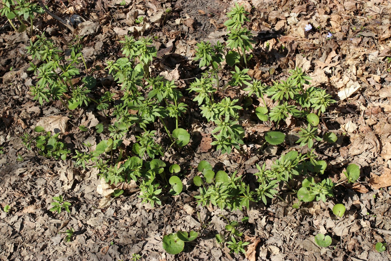 Image of Ranunculus cassubicus specimen.