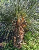 genus Yucca. Ствол и листья. Волгоград, Красноармейский р-н, дендрарий. 08.05.2026.