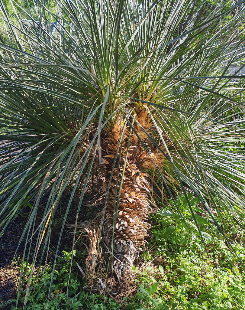 Image of genus Yucca specimen.