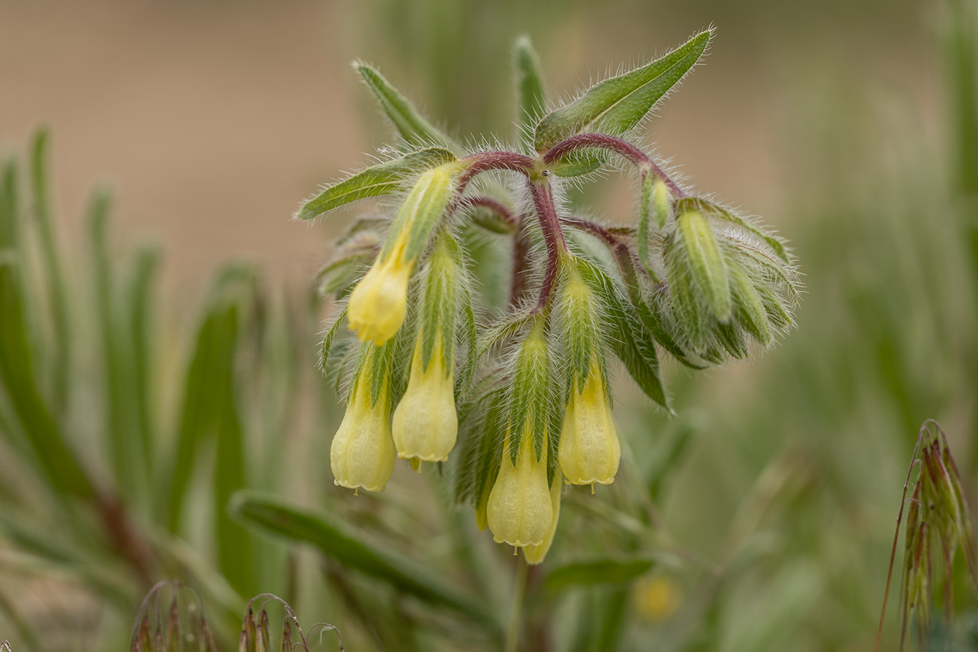 Изображение особи Onosma setosa.