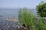 семейство Poaceae. Цветущее растение. Приморский край, г. Владивосток, о. Русский, кампус ДВФУ, возле небольшого искусственного водоёма над водопадом. 28.06.2024.