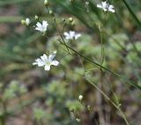 Gypsophila elegans