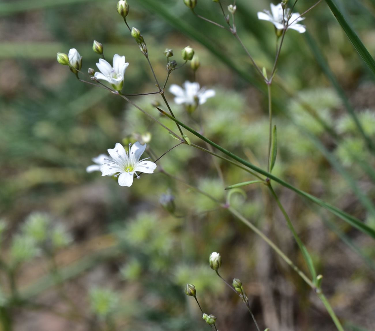 Изображение особи Gypsophila elegans.