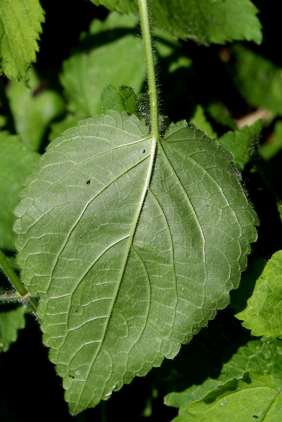 Image of Stachys sylvatica specimen.