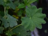 genus Alchemilla